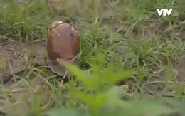 Ốc sên xuất hiện tràn lan tại Cần Thơ