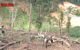 LHTHTQ 36: Phóng sự, Phim tài liệu là hai thể loại "chủ lực"