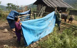 TT - Huế phòng chống rét cho gia súc