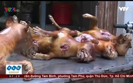 Nhiều người quay lưng với nghề giết mổ, kinh doanh thịt chó