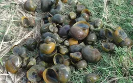 Quảng Bình: Nạn ốc bươu vàng hoành hành trên diện rộng