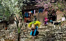 Thiên nhiên và phong tục Tết độc đáo ở vùng núi Việt Nam