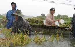 Hàng nghìn hecta lúa, hoa màu tại nhiều địa phương bị ngập úng sau bão số 1