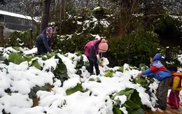Nhiều hộ dân trắng tay vì rét đậm, rét hại kéo dài