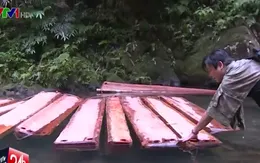 Lần theo dấu vết lâm tặc tàn phá rừng phòng hộ tại Thừa Thiên - Huế