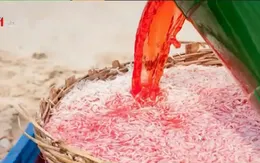 Cơ quan chức năng Phú Yên điều tra vụ nhuộm màu cho ruốc