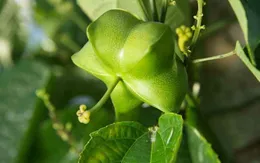 Siêu thực phẩm lần đầu xuất hiện tại Việt Nam