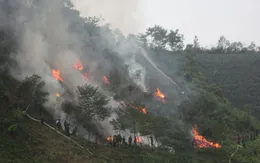 Diện tích rừng bị cháy gấp 2,5 lần cùng kỳ năm 2015