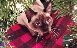 "Chết cười" với loạt ảnh những chú mèo hào hứng chờ đón Giáng sinh