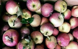 Không có táo đá Hà Giang, chỉ có táo Trung Quốc