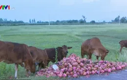 Nông dân phải đổ bỏ thanh long do nhiễm bệnh