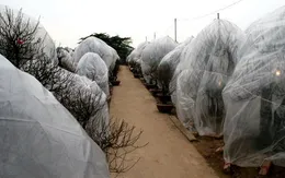 Người dân thắp điện, mặc áo chống rét cho đào Nhật Tân