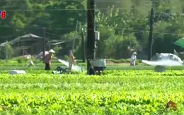 Báo động tình trạng lạm dụng thuốc bảo vệ thực vật cho nông sản