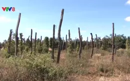 Diện tích hồ tiêu ở Đăk Nông vượt xa quy hoạch