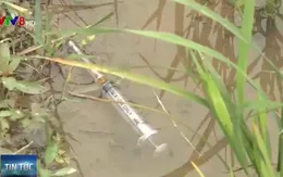 Quảng Trị: Kim tiêm dính máu vương vãi trên đồng