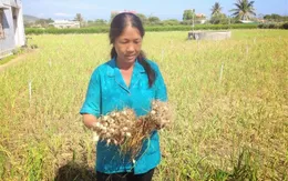 Khánh Hòa: Tỏi mất mùa, nông dân lỗ nặng