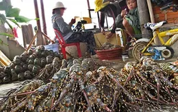 Thương lái ép giá bán tôm hùm trong mùa mưa bão