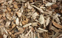 Cảnh báo hậu quả chữa ung thư bằng thuốc Nam