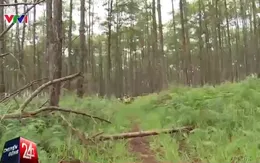 Giây phút cán bộ bảo vệ rừng ở Lâm Đồng bị truy sát qua lời kể của đồng đội