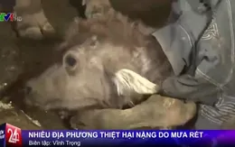 1.500 con trâu, bò tại các tỉnh phía Bắc chết vì giá rét