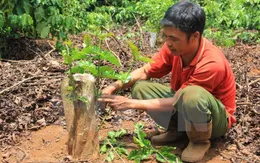 Tây Nguyên tái canh thêm gần 19.000 ha cây cà phê