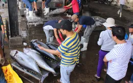 Khánh Hòa: Cá ngừ đại dương liên tục rớt giá
