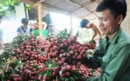 Mở rộng thị trường xuất khẩu cho vải thiều Việt Nam