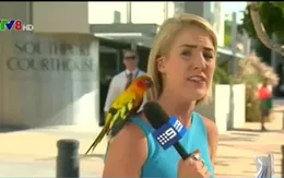 Phóng viên hốt hoảng vì vẹt quấy rối trước giờ lên sóng trực tiếp