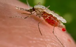 Brazil xác nhận trường hợp lây nhiễm virus Zika qua truyền máu