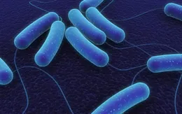 Dụng cụ phát hiện nhanh vi khuẩn E.coli trong nước