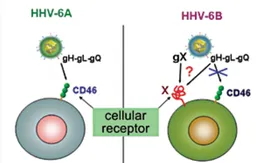 Phát hiện virus HHV-6A có thể gây vô sinh ở phụ nữ