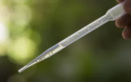 Brazil thử nghiệm vi khuẩn kiềm chế sự lây lan Zika