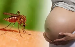 Bộ Y tế khuyến cáo người dân về các bệnh do muỗi đốt