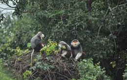 Đình chỉ công tác 5 kiểm lâm liên quan đến vụ phá rừng Sơn Trà