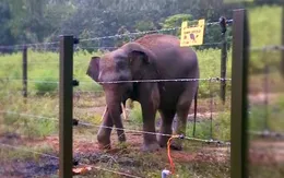 Đăk Lăk: Bảo vệ voi bằng hàng rào điện