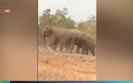 Đăk Lăk: Voi xuất hiện theo đàn ngày càng nhiều