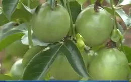 Đăk Nông: Trồng chanh dây cho thu nhập cao