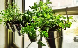 Trồng rau gia vị tại nhà: Một công đôi việc
