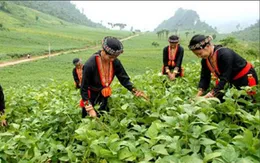 Nâng cao thu nhập - thách thức lớn nhất trong công tác giảm nghèo