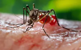 Đà Nẵng chủ động ngăn ngừa dịch Zika trước thềm ABG 2016