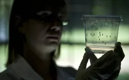 Virus Zika lây lan nhanh chóng tại châu Mỹ