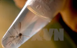 Brazil phát hiện virus Zika trong muỗi thông thường