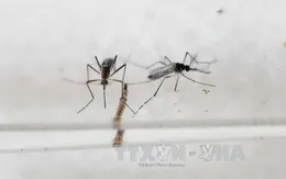 Sanofi nghiên cứu vaccine phòng chống virus Zika