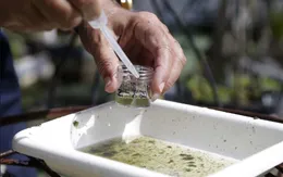Trung Quốc xác nhận ca nhiễm virus Zika đầu tiên tại tỉnh Hà Nam