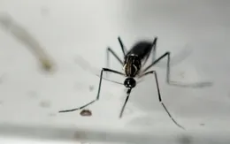 Australia phát hiện 2 ca nhiễm virus Zika