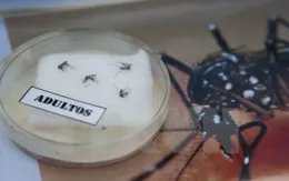 Phát hiện ca lây nhiễm virus Zika đầu tiên qua đường tình dục tại Mỹ