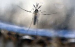 Singapore xác nhận trường hợp nhiễm Zika đầu tiên