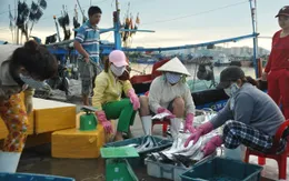 Quy hoạch cảng cá lớn nhất miền Trung ở Đà Nẵng