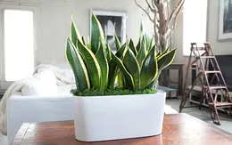 Những loại cây đặt trong phòng giúp bạn có giấc ngủ ngon