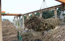 Nhà máy đường Phổ Phong gia hạn 5 ngày thu mua mía